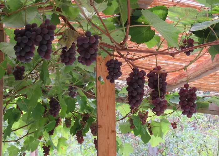 招待所 伯格博里克公寓 茵特斯托德